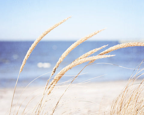Beach Grass Photography Print by carolyncochrane.com