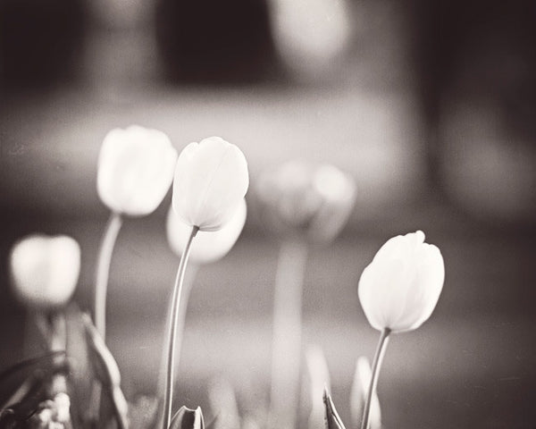 Black and White Tulip Photography by carolyncochrane.com