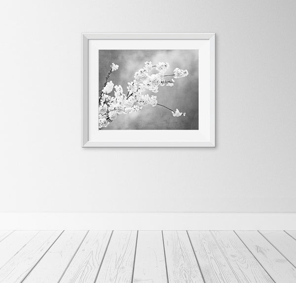 Black and White Floral Photography by carolyncochrane.com