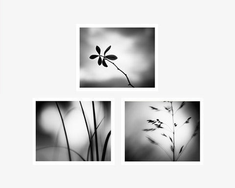 Black and White Nature Photography Prints Set by carolyncochrane.com