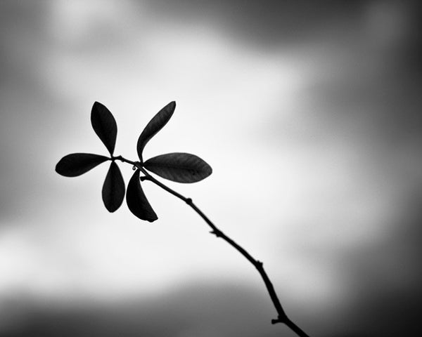 Black and White Nature Photography Prints by carolyncochrane.com