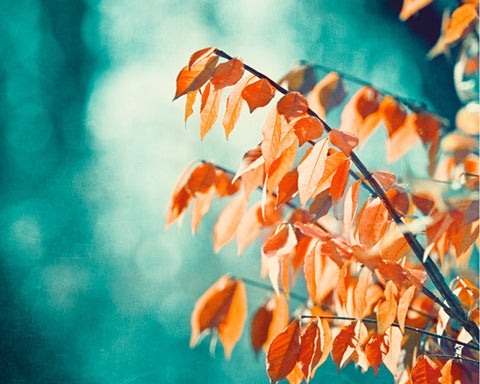 Teal Orange Nature Photography Print by carolyncochrane.com