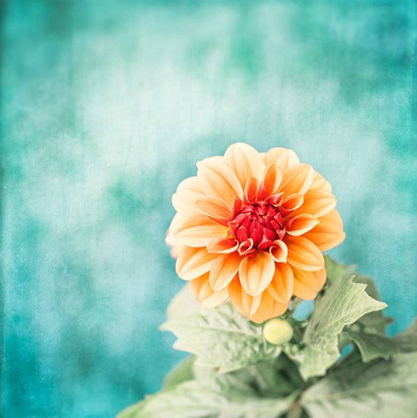 Aqua Blue Orange Flower Photography by carolyncochrane.com