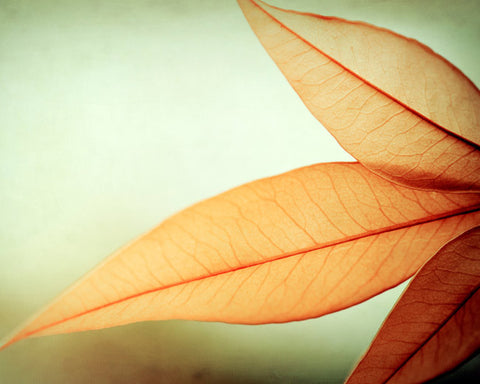 Orange Green Nature Photography by carolyncochrane.com
