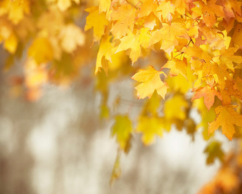 Autumn Leaves Photography by carolyncochrane.com | Orange Yellow Art