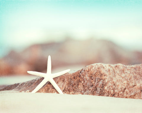 Starfish Photography Art by carolyncochrane.com