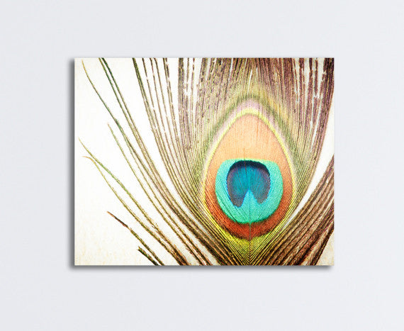Peacock Feather Photography Art by carolyncochrane.com