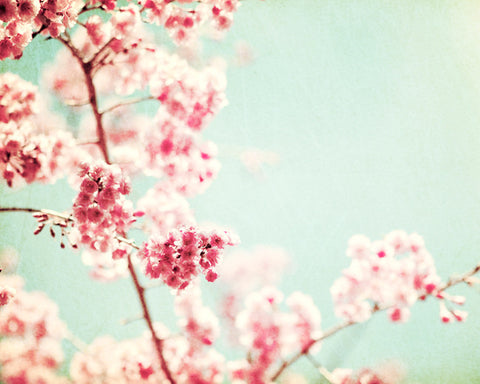 Spring Floral Photography Art by carolyncochrane.com