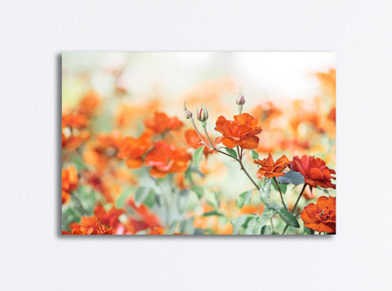 Orange Rose Flower Photography Art by carolyncochrane.com