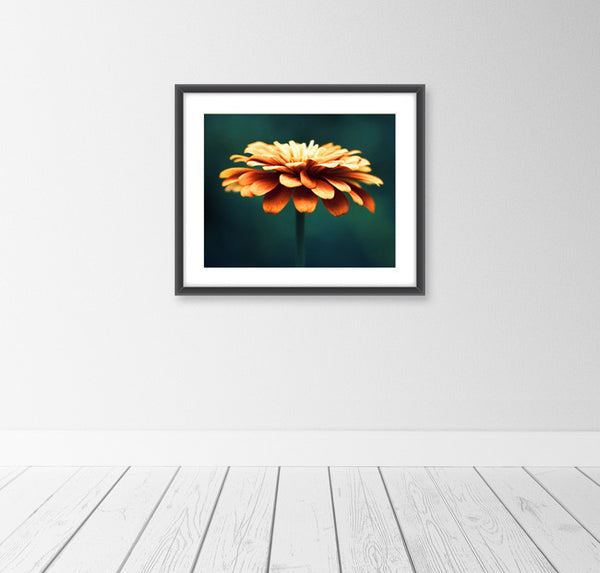 Orange Teal Flower Photography by carolyncochrane.com