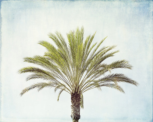 Palm Tree Photography Art by Carolyn Cochrane | Beach Photograph