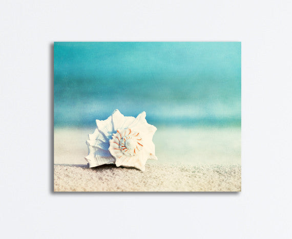 Seashell Beach Photography by carolyncochrane.com