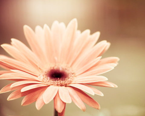 Peach Flower Photography by carolyncochrane.com