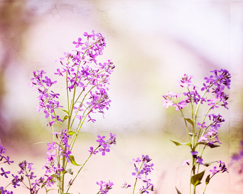 Light Purple Nature Photography by carolyncochrane.com
