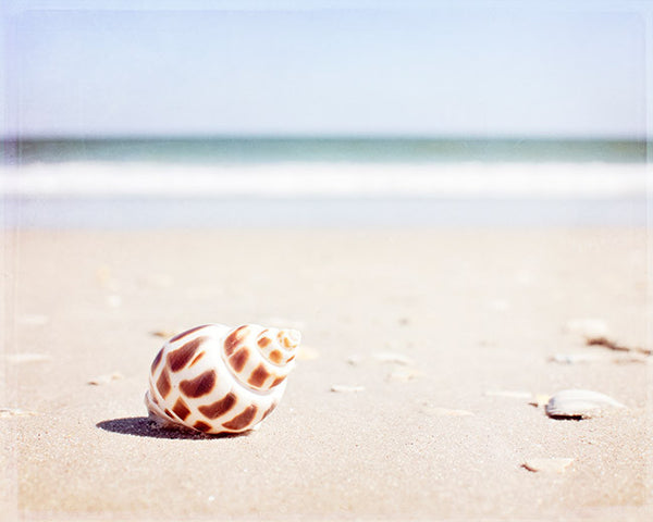 Seashell on Beach Photography Art by CarolynCochrane.com