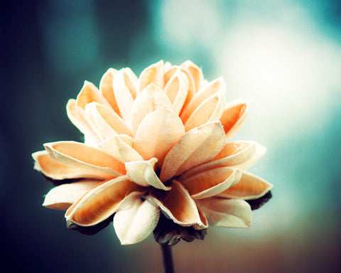 Dark Teal Nature Picture Art by carolyncochrane.com