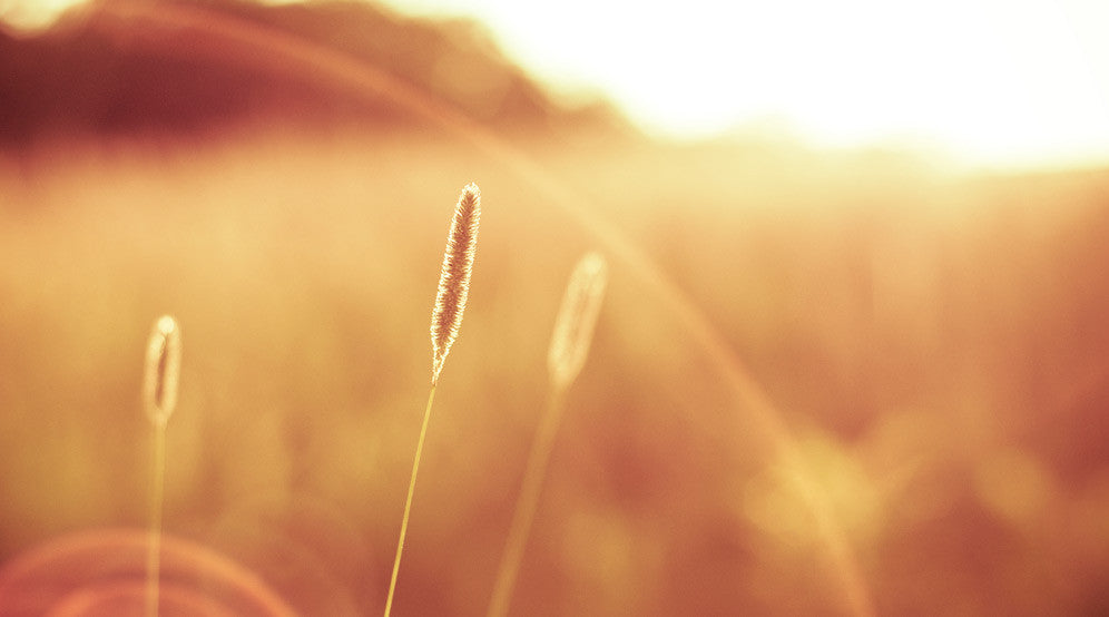 Gold Nature Photograph