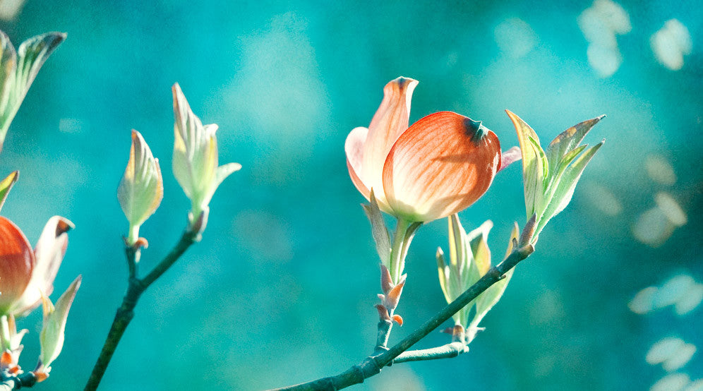 Teal Orange Photography