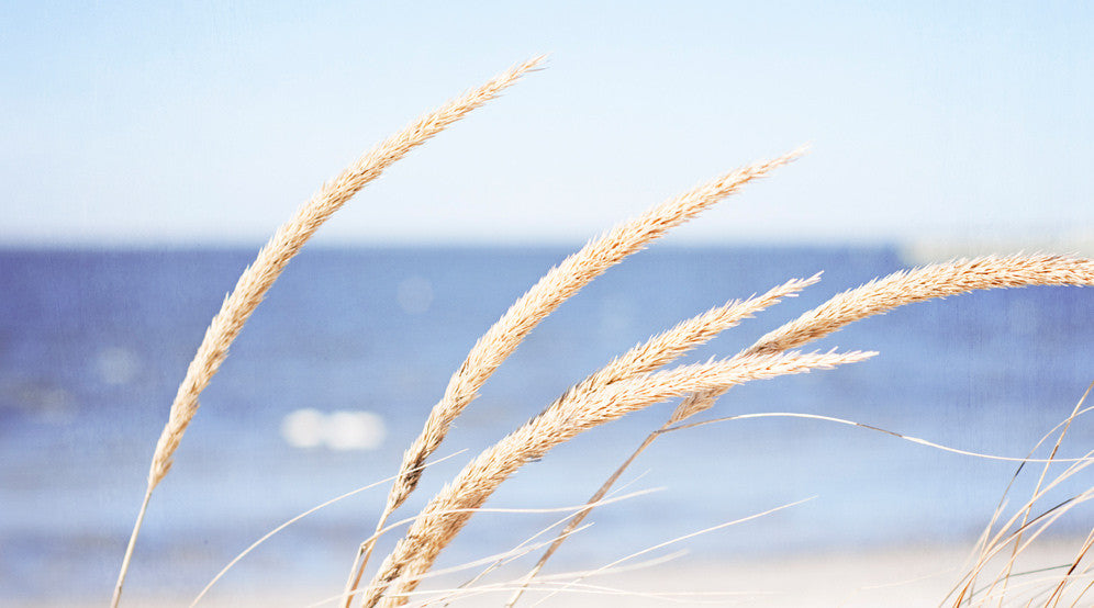 Beach Grass Photograph