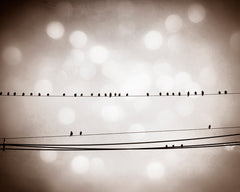 Brown Bird on a Wire Art by carolyncochrane.com