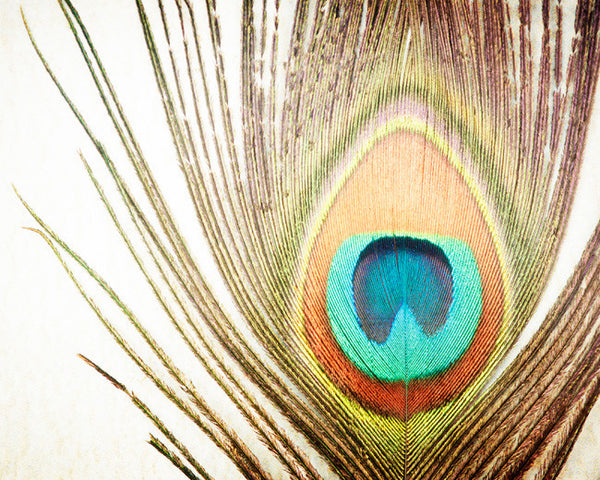 Peacock Feather Photography Art by carolyncochrane.com | Brown Teal