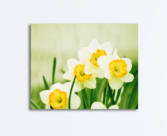 Yellow Daffodil Flower Canvas by carolyncochrane.com