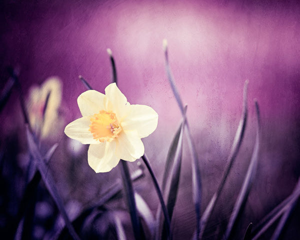 Dark Purple Flower Photography Print by carolyncochrane.com