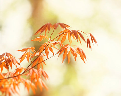 Autumn Leaves Photography by carolyncochrane.com