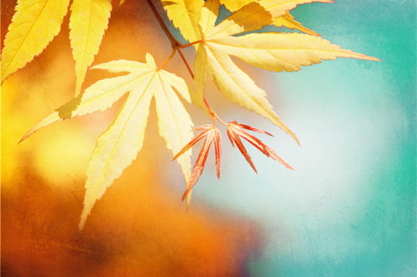 Colorful Autumn Photography Art by carolyncochrane.com