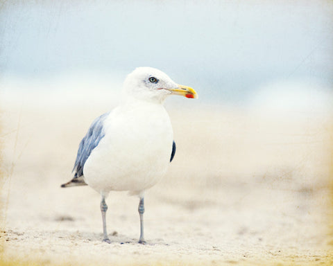 Seagull Photography Art