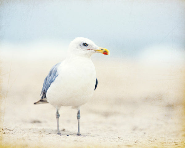 Seagull Photography, Beach Art by carolyncochrane.com
