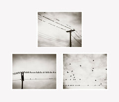 Bird on a Wire Art Set by carolyncochrane.com