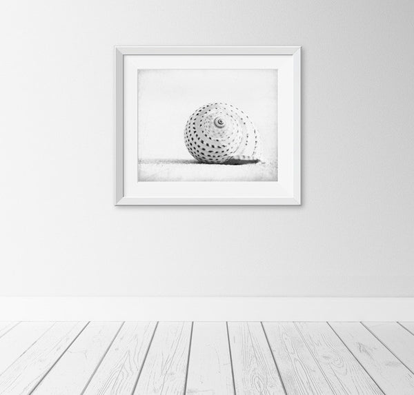 Black and White Seashell Print by carolyncochrane.com