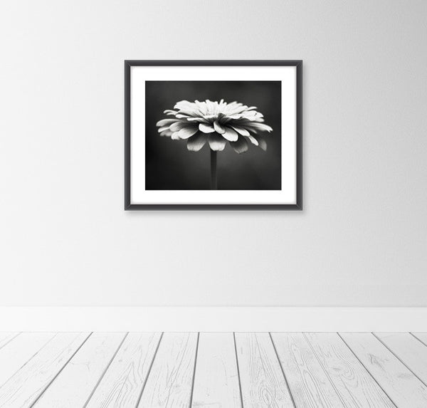 Black and White Flower Photography by carolyncochrane.com