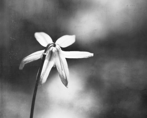 Modern Black and White Nature Photography by carolyncochrane.com