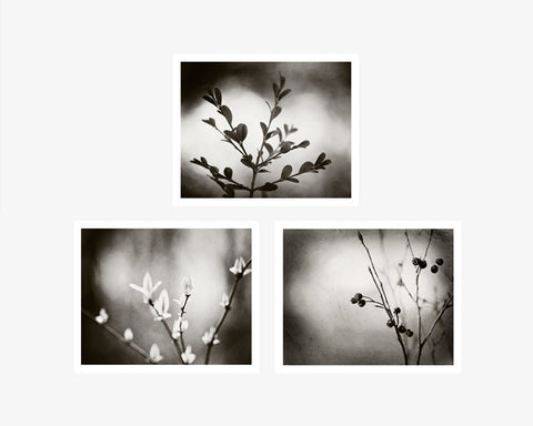 Black and White Nature Photography Set by carolyncochrane.com