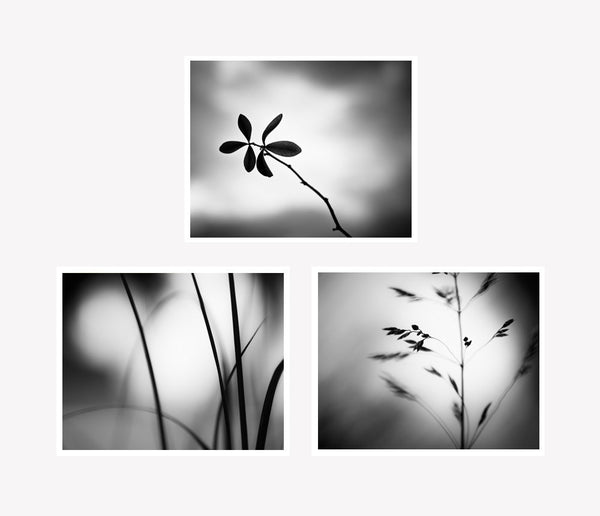 Black and White Nature Photography Prints Set by carolyncochrane.com