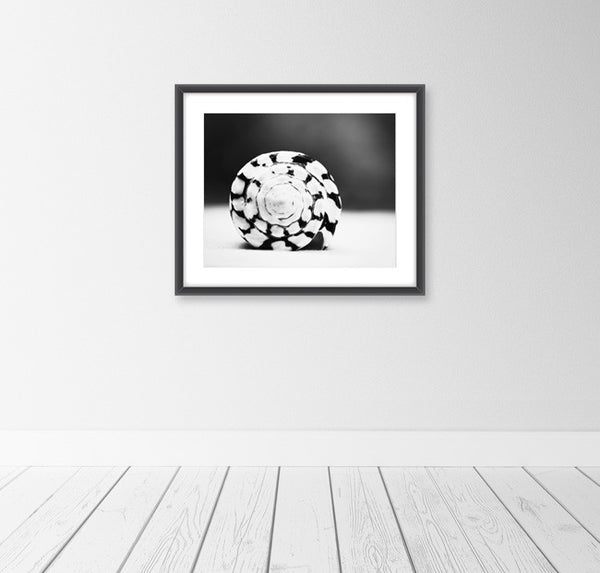Black and White Seashell Art by carolyncochrane.com