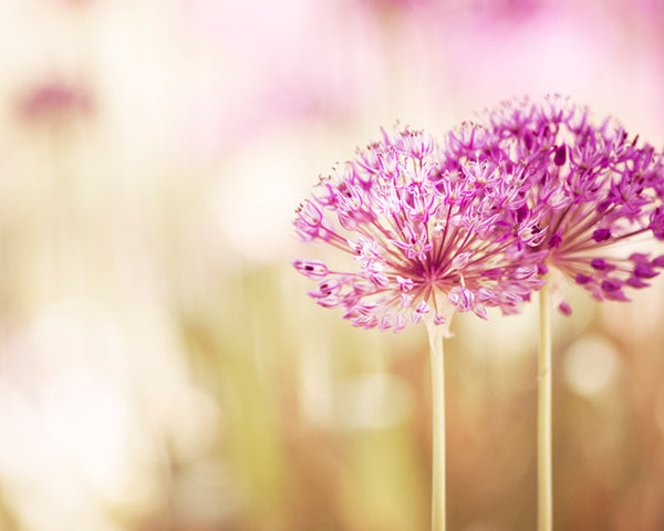 Pink Flower Photography Art by carolyncochrane.com