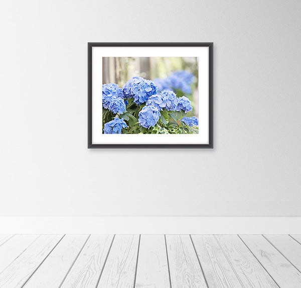 Blue Hydrangea Flower Photography Art Print by CarolynCochrane.com
