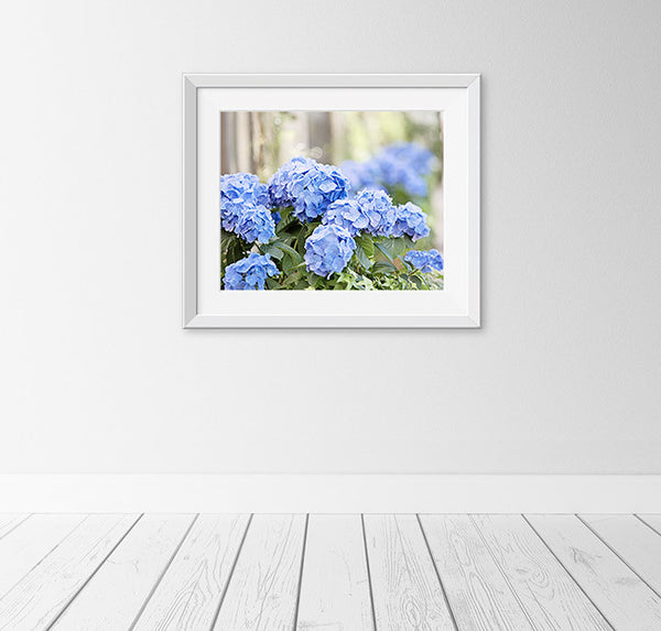 Blue Hydrangea Flower Photography Art Print by CarolynCochrane.com