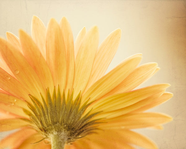 Yellow Daisy Flower Photography by carolyncochrane.com