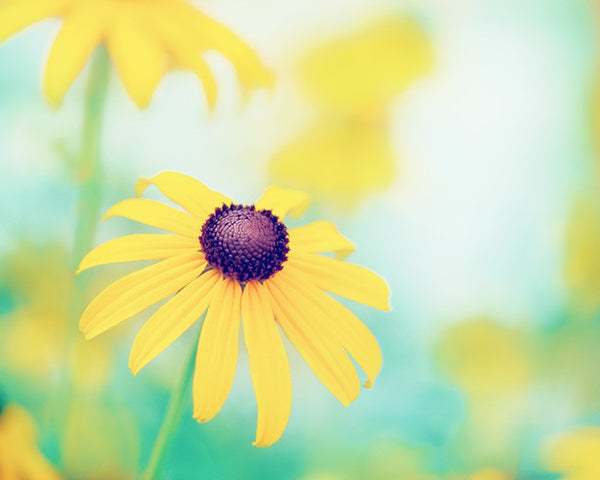 Yellow Turquoise Flower Photography by carolyncochrane.com