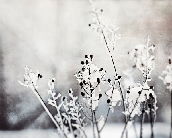 Black and White Winter Photography by carolyncochrane.com