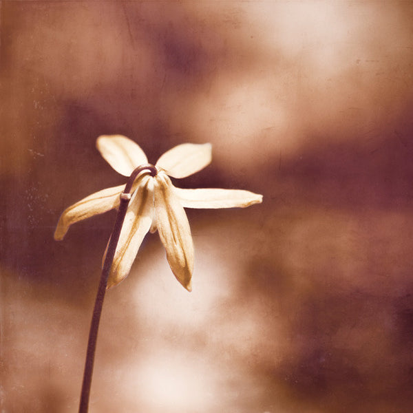 Copper Nature Photography by carolyncochrane.com