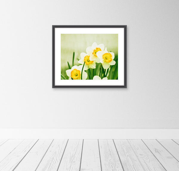 Yellow Daffodil Photography Print by carolyncochrane.com