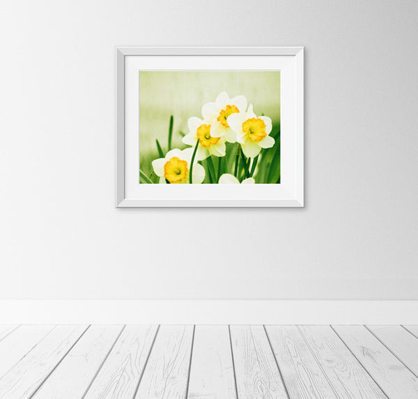 Yellow Daffodil Photography Print by carolyncochrane.com
