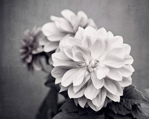 Black and White Dahlia Flower Photography by carolyncochrane.com