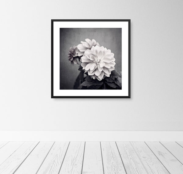 Black and White Dahlia Flower Photography by carolyncochrane.com