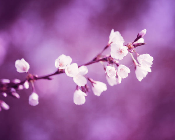 Purple Flower Photography by carolyncochrane.com